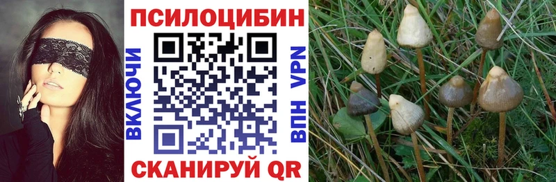 Купить где  Глазов  Галлюциногенные грибы Magic Shrooms 